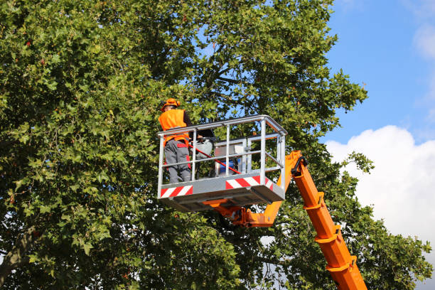 Best Tree Trimming and Pruning  in Windber, PA